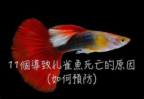 魚缸魚死掉|11個導致孔雀魚死亡的原因(如何預防)